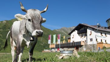 Tyrolean grey cattle